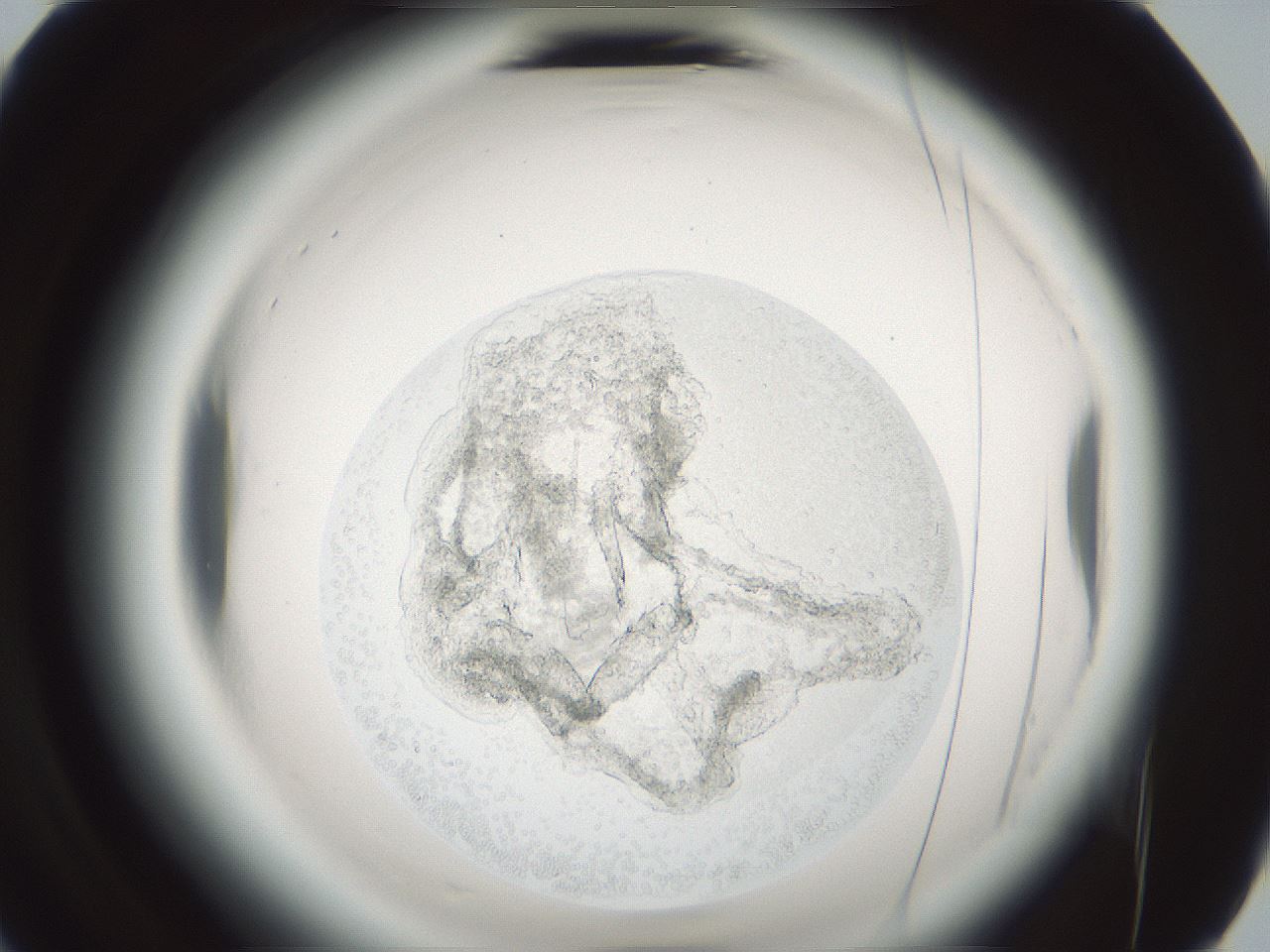 folderID580_plateID2580_batchID13169_wellNum91_profileID1_d2_r201016_ef.jpg