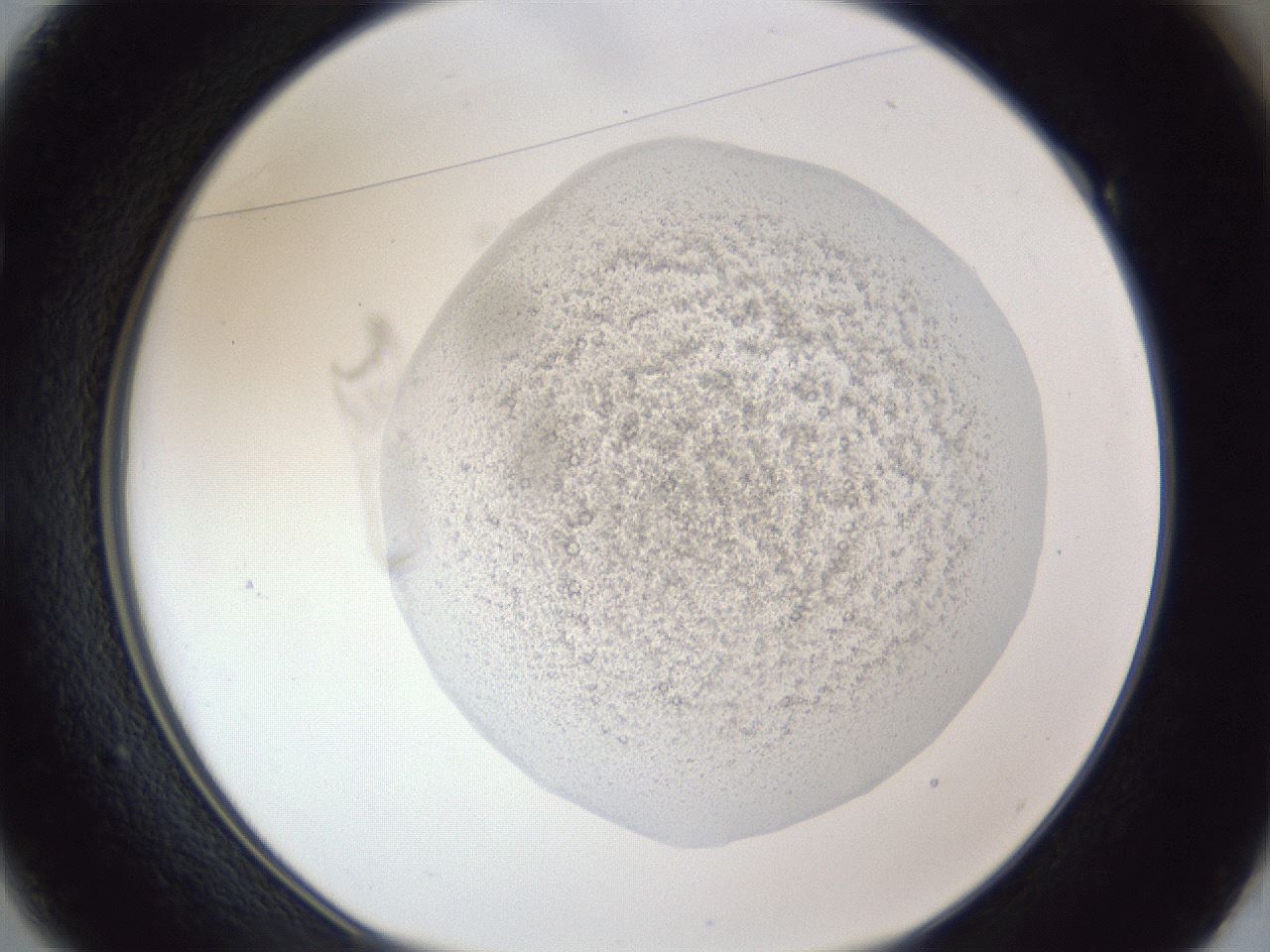 folderID19_plateID1019_batchID1884_wellNum49_profileID1_d1_r42836_ef.jpg