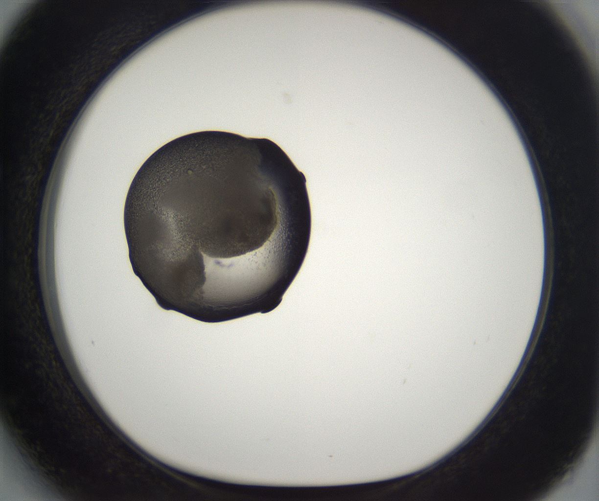 folderID201_plateID2201_batchID9974_wellNum27_profileID1_d1_r149489_ef.jpg