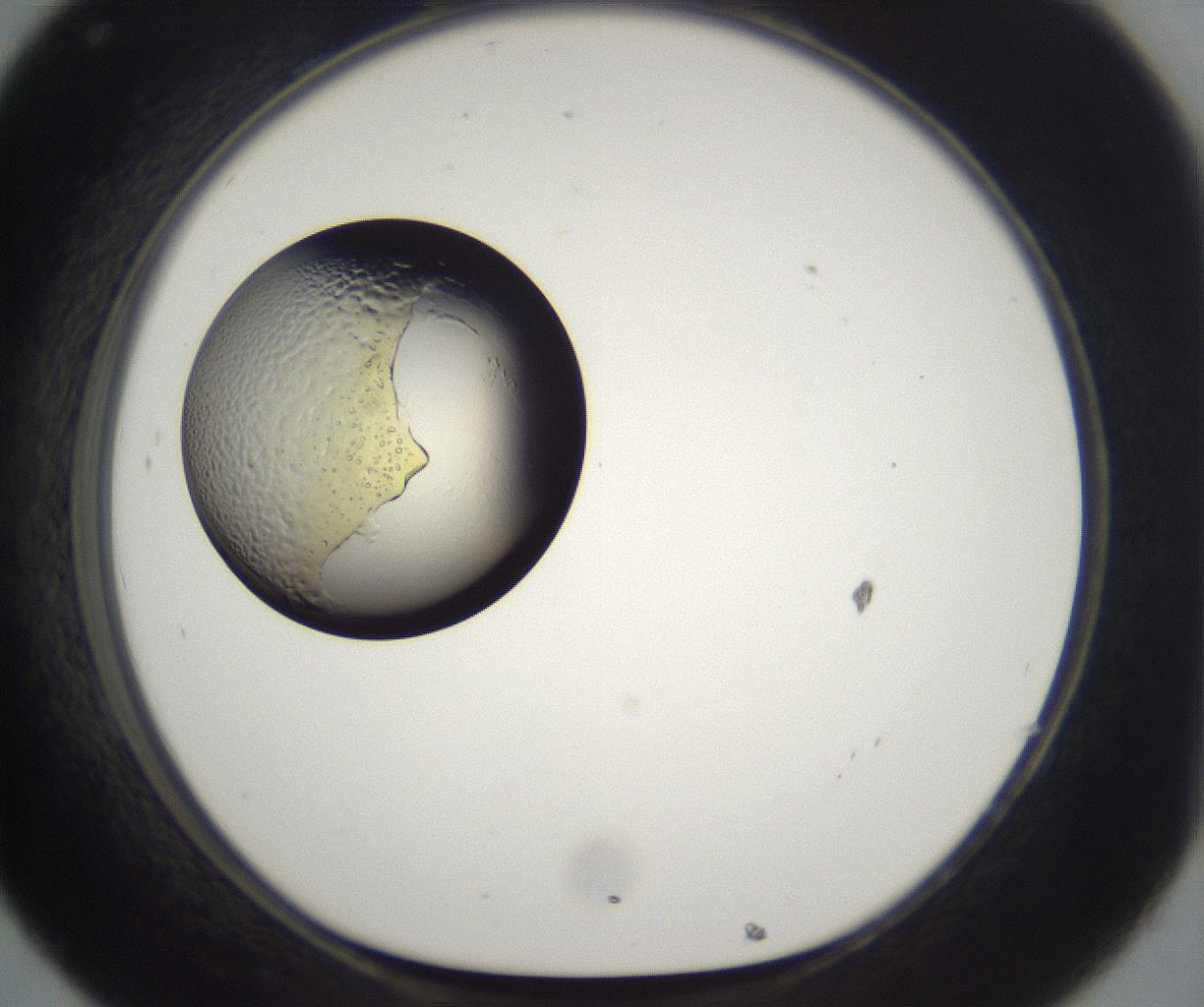folderID201_plateID2201_batchID9974_wellNum32_profileID1_d1_r149494_ef.jpg