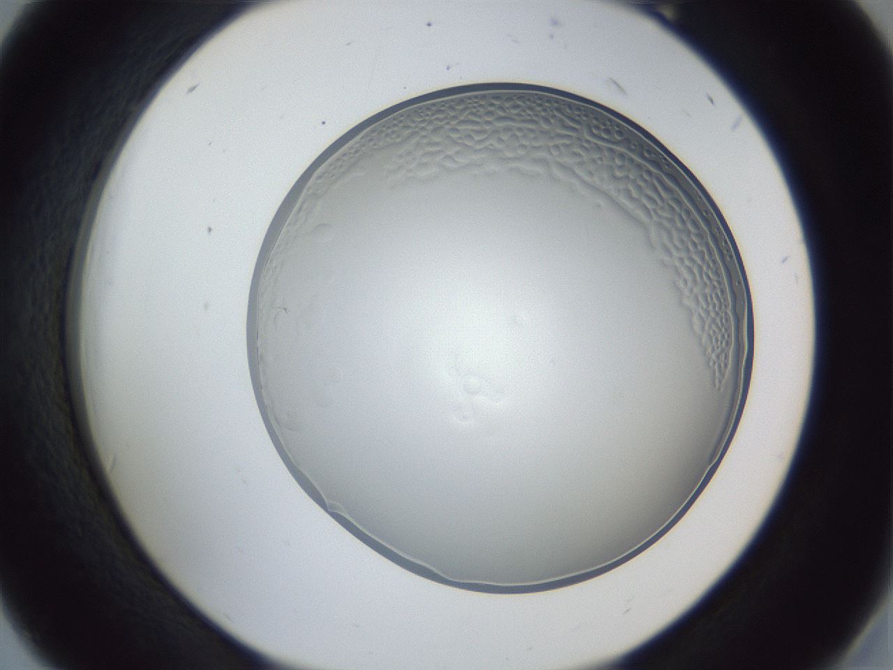 folderID205_plateID1205_batchID3629_wellNum18_profileID1_d2_r66787_ef.jpg