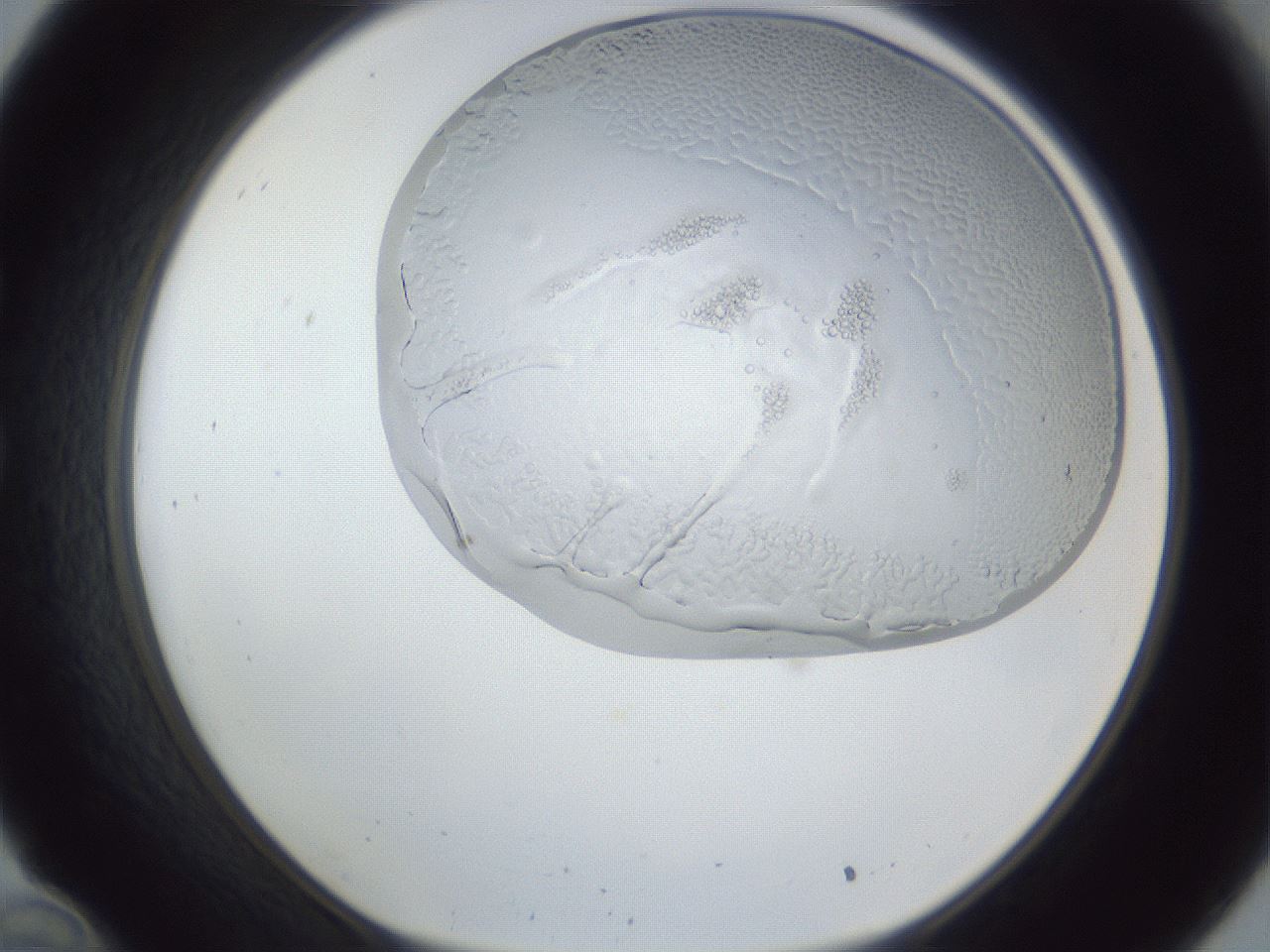 folderID205_plateID1205_batchID3629_wellNum34_profileID1_d1_r66818_ef.jpg