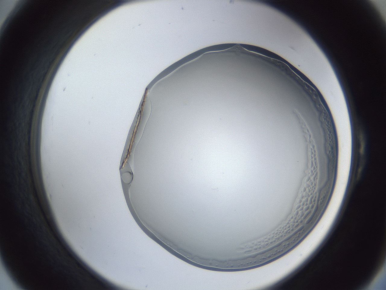 folderID205_plateID1205_batchID3629_wellNum54_profileID1_d2_r66859_ef.jpg
