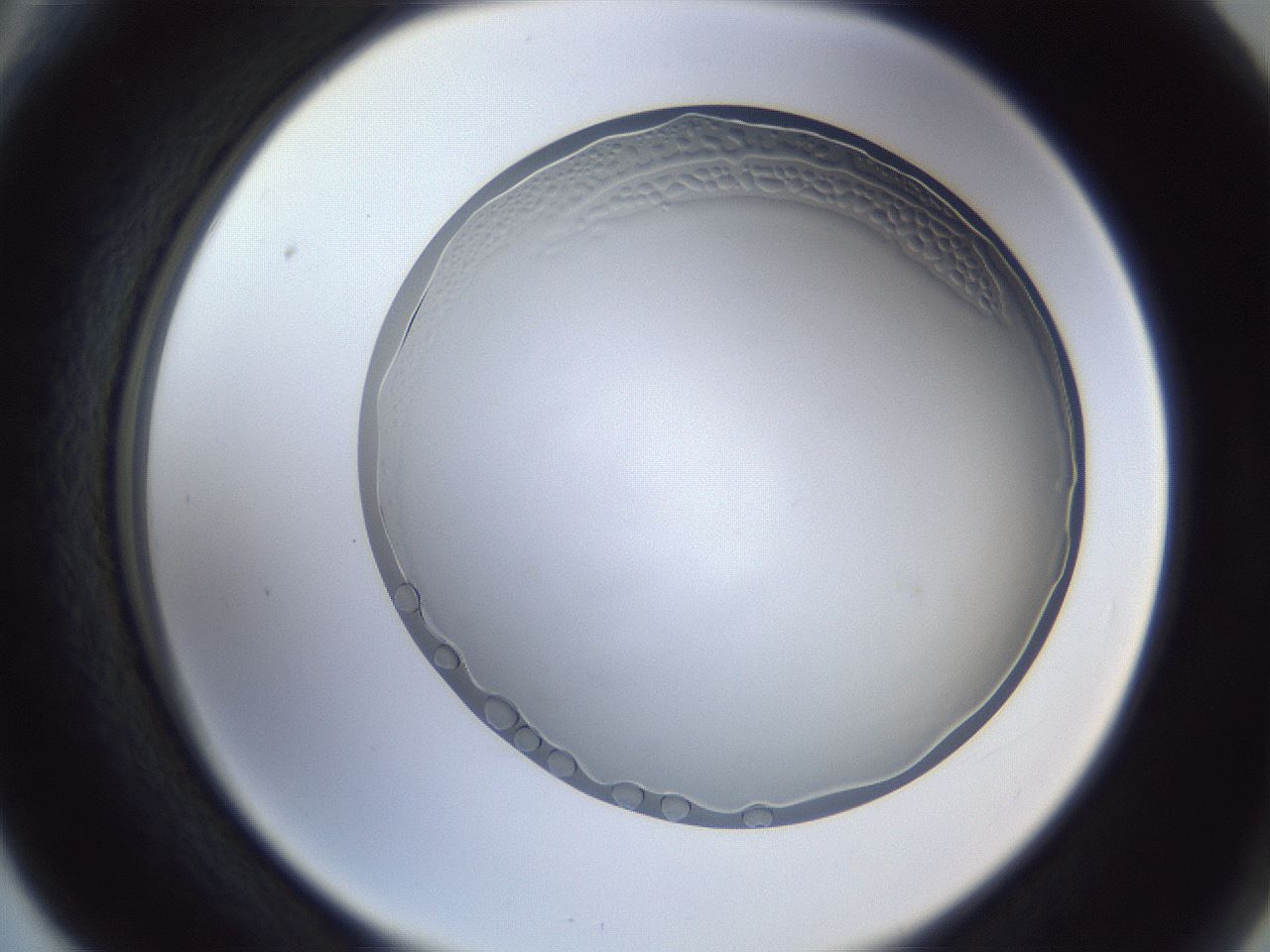 folderID205_plateID1205_batchID3629_wellNum66_profileID1_d2_r66883_ef.jpg