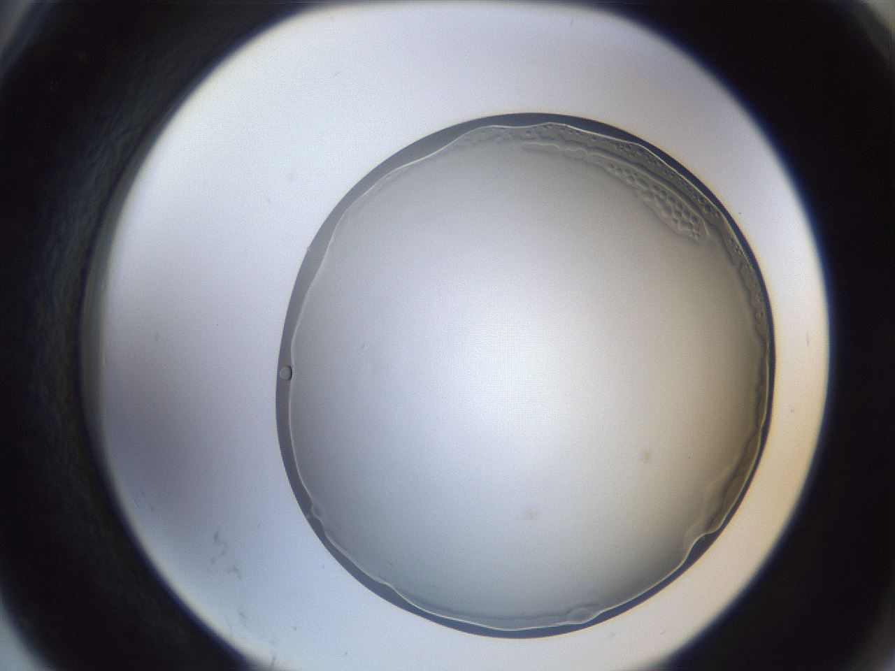 folderID205_plateID1205_batchID3629_wellNum78_profileID1_d2_r66907_ef.jpg
