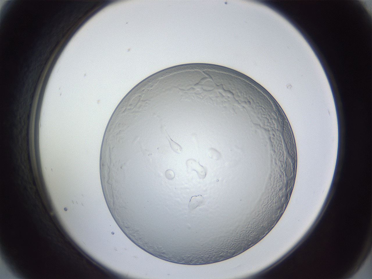 folderID205_plateID1205_batchID3629_wellNum8_profileID1_d2_r66767_ef.jpg