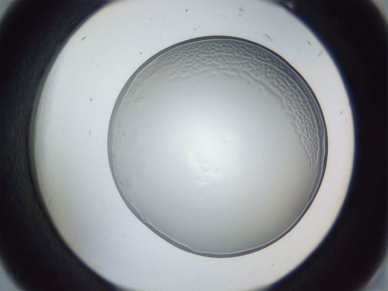 folderID205_plateID1205_batchID3675_wellNum18_profileID1_d2_r66787_ef.jpg