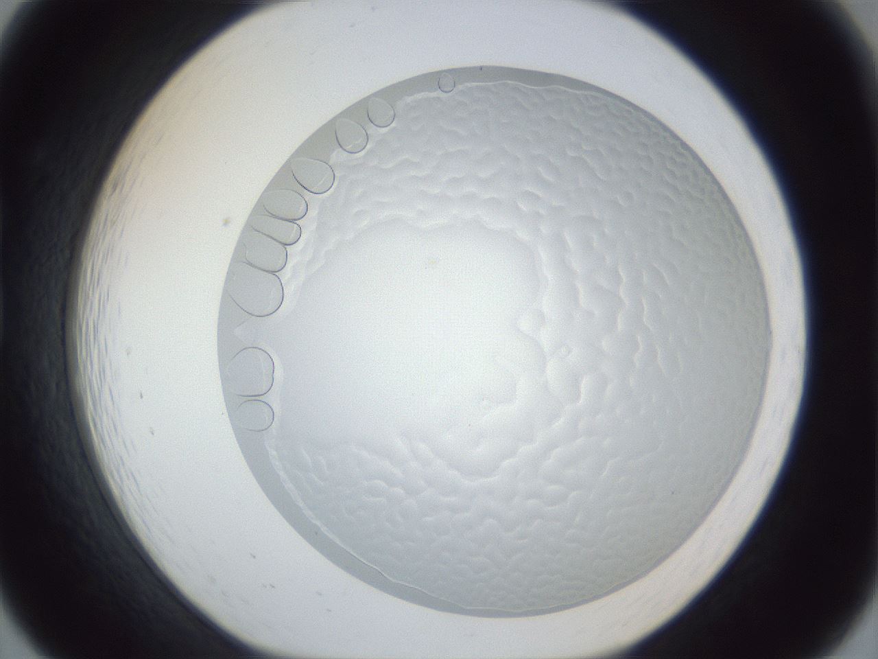 folderID205_plateID1205_batchID3675_wellNum19_profileID1_d1_r66788_ef.jpg