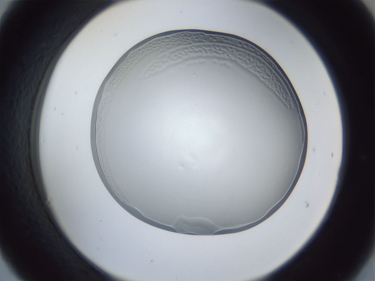 folderID205_plateID1205_batchID3675_wellNum30_profileID1_d2_r66811_ef.jpg