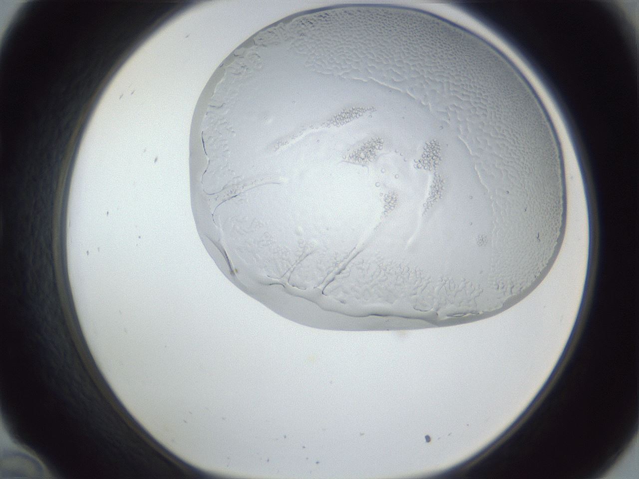 folderID205_plateID1205_batchID3675_wellNum34_profileID1_d1_r66818_ef.jpg