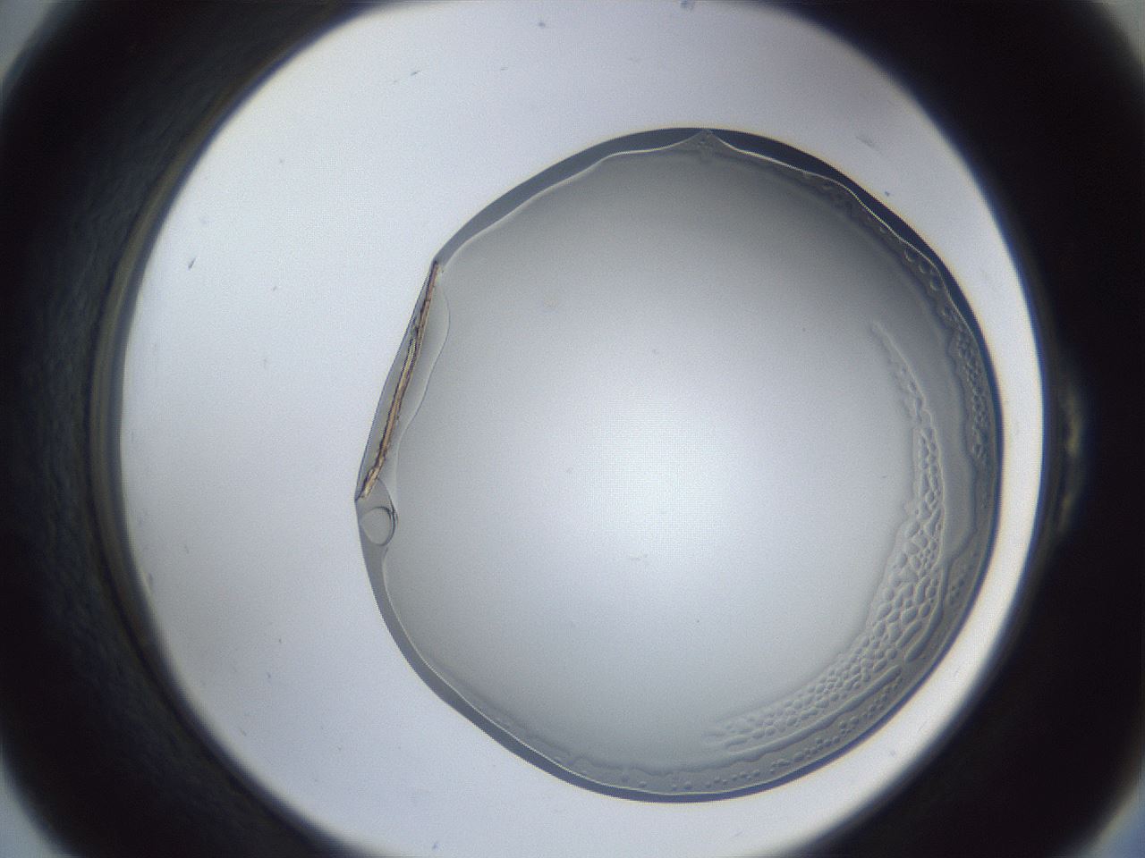 folderID205_plateID1205_batchID3675_wellNum54_profileID1_d2_r66859_ef.jpg