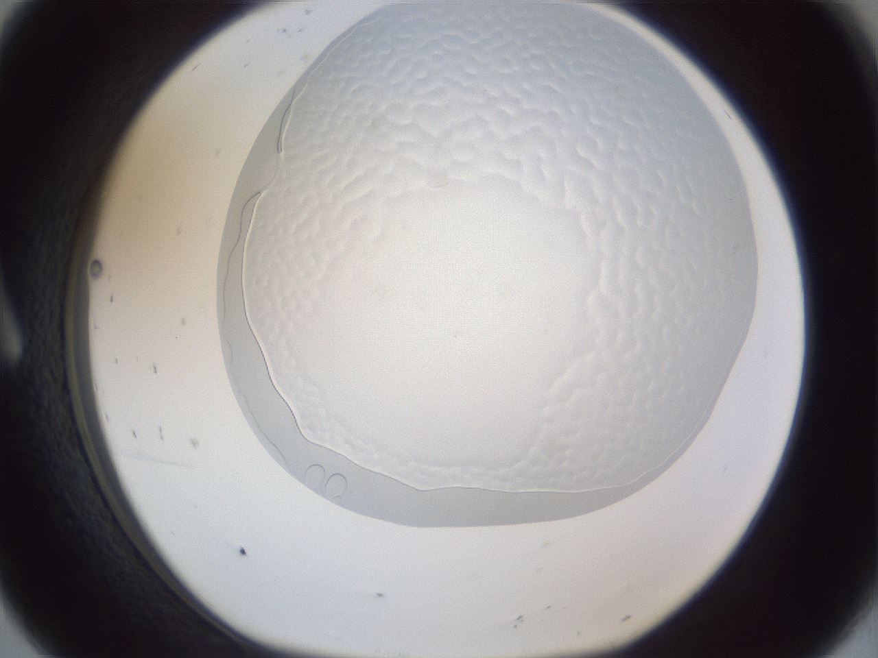 folderID205_plateID1205_batchID3629_wellNum8_profileID1_d1_r66766_ef.jpg