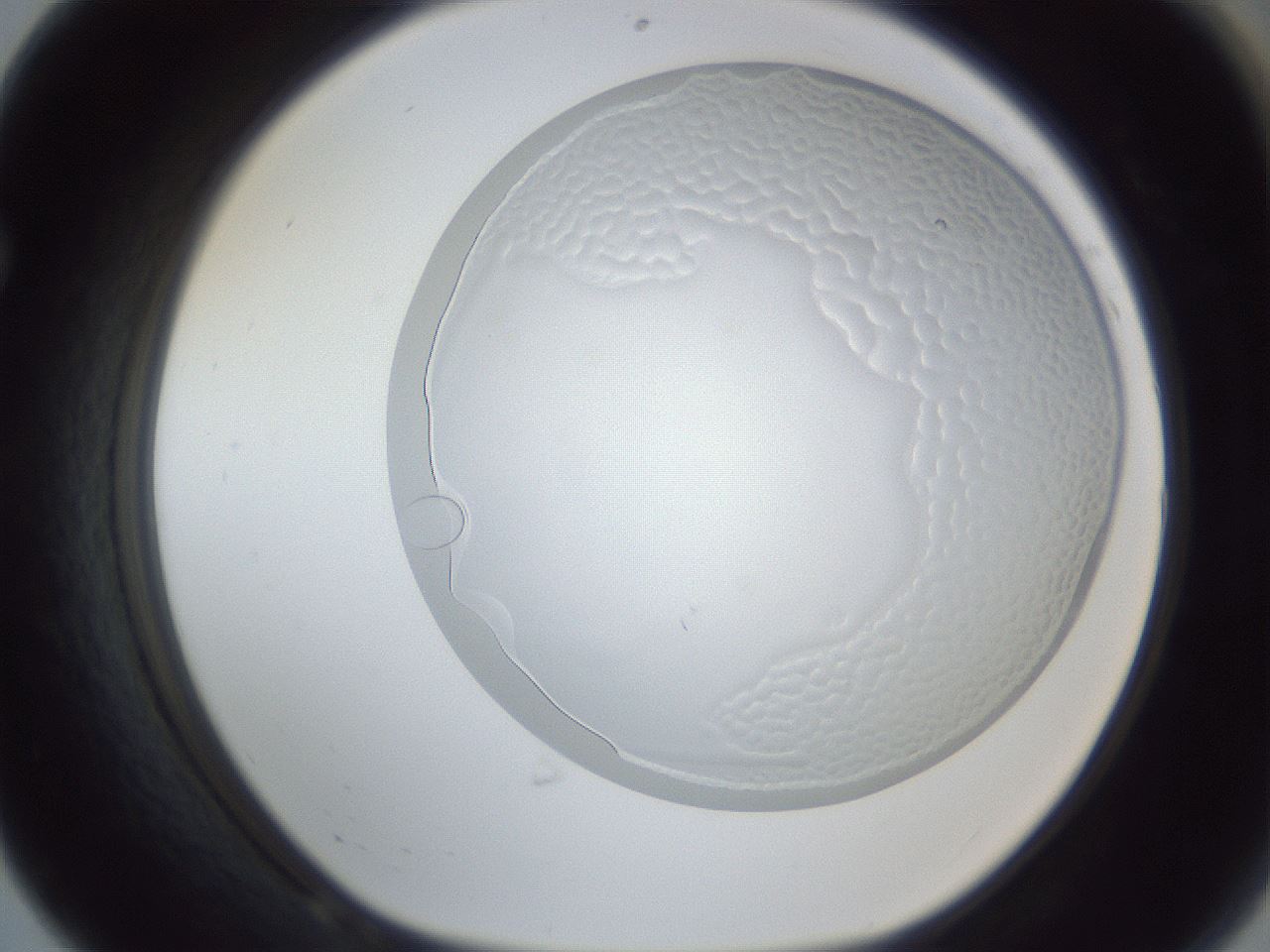 folderID205_plateID1205_batchID3675_wellNum68_profileID1_d1_r66886_ef.jpg