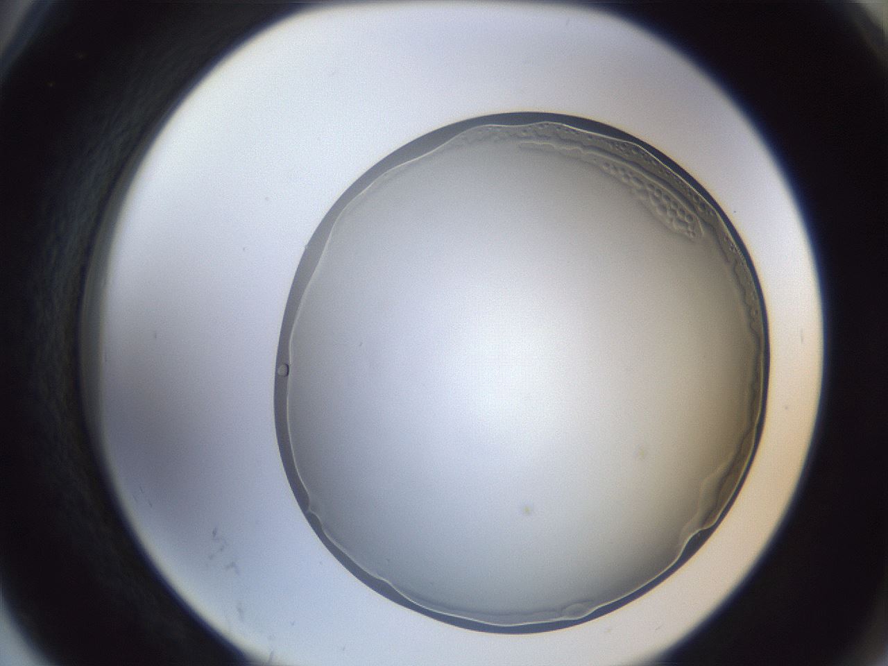 folderID205_plateID1205_batchID3675_wellNum78_profileID1_d2_r66907_ef.jpg