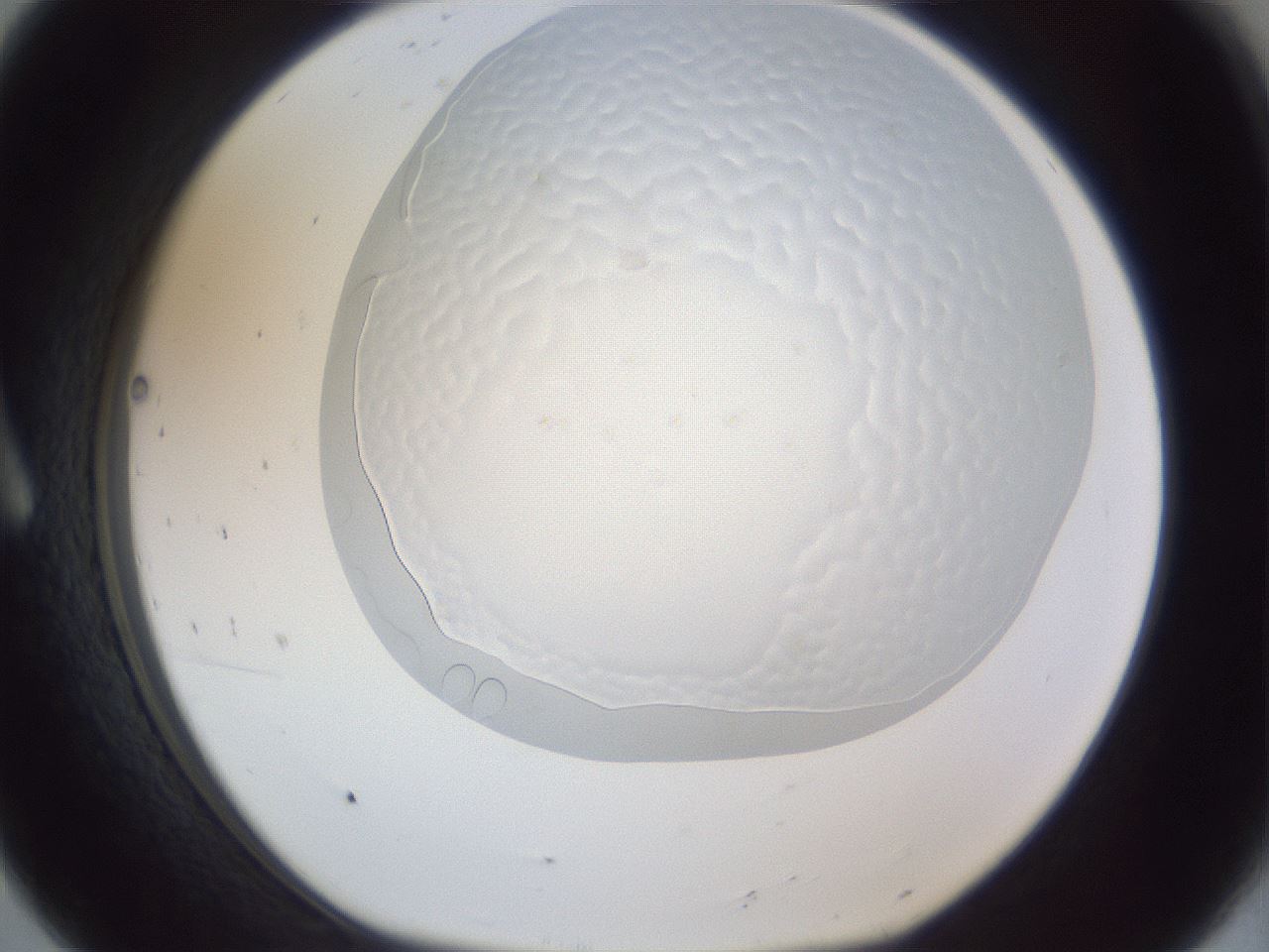 folderID205_plateID1205_batchID3675_wellNum8_profileID1_d1_r66766_ef.jpg