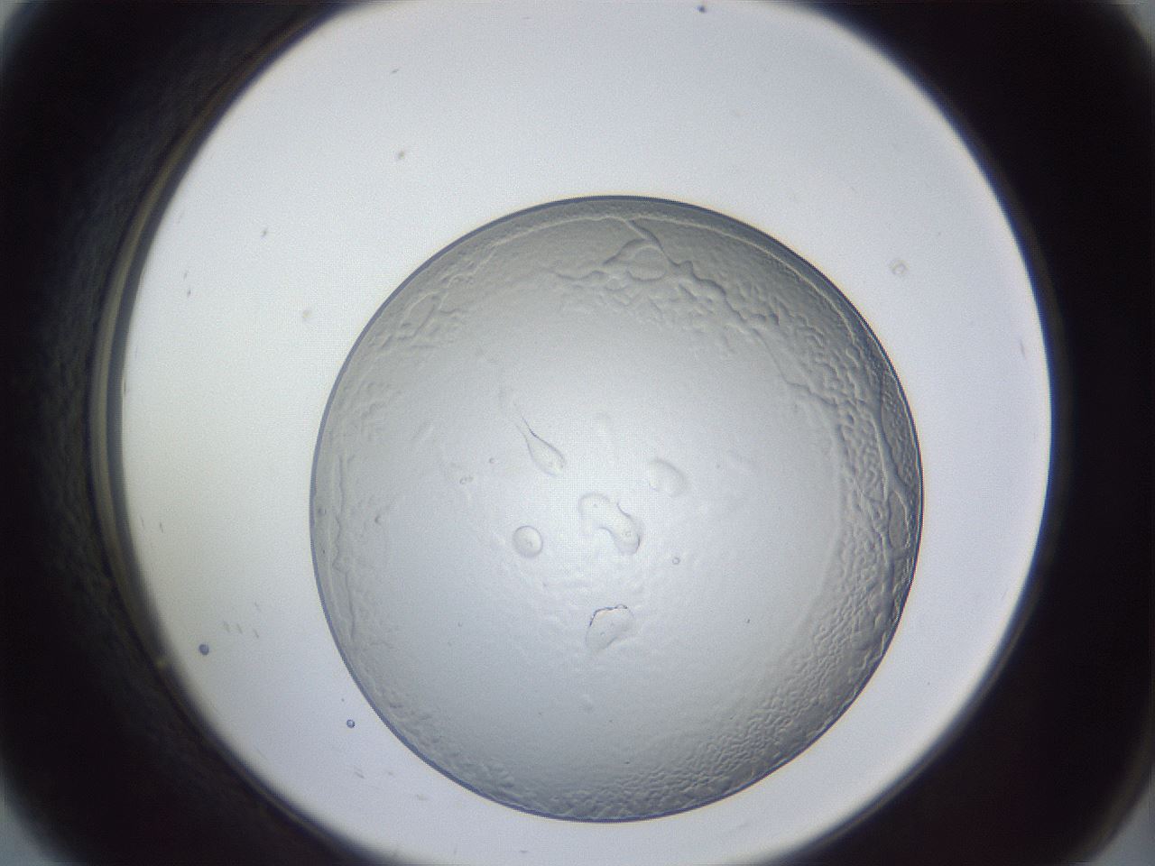folderID205_plateID1205_batchID3675_wellNum8_profileID1_d2_r66767_ef.jpg