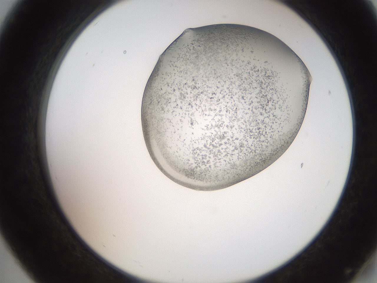 folderID205_plateID2205_batchID10007_wellNum19_profileID1_d2_r149980_ef.jpg