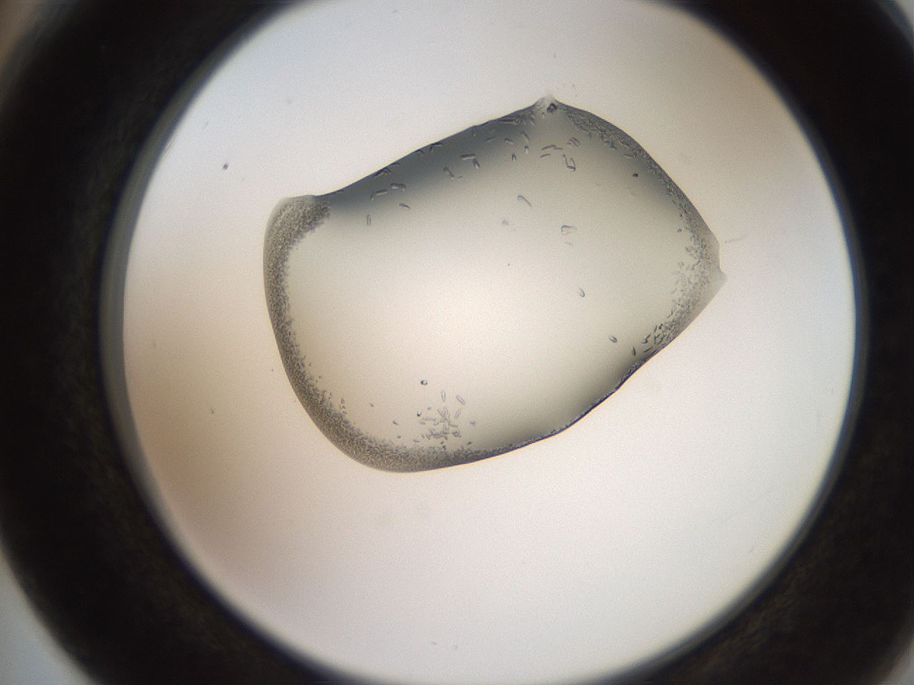 folderID205_plateID2205_batchID10007_wellNum66_profileID1_d2_r150074_ef.jpg