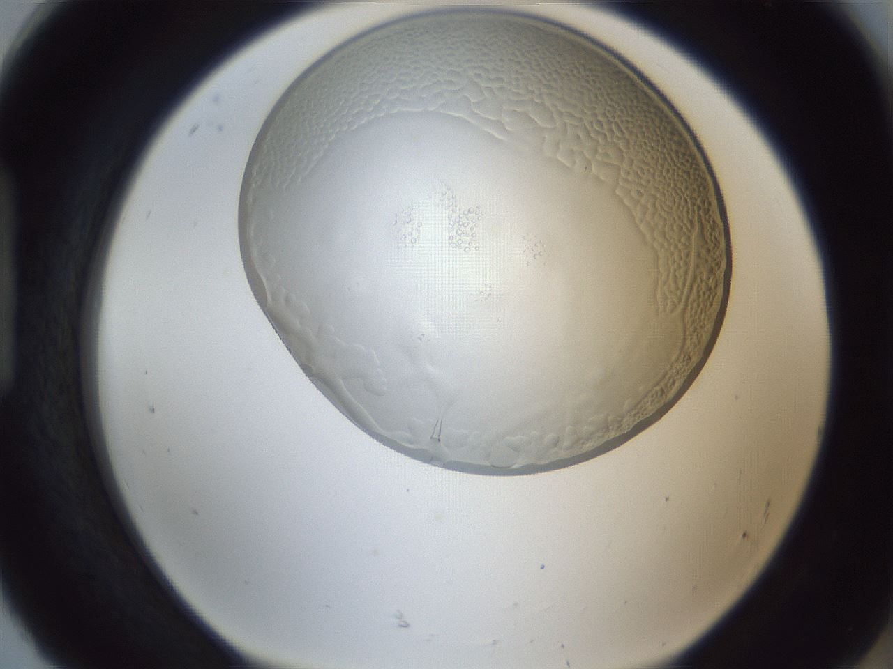 folderID205_plateID1205_batchID3675_wellNum92_profileID1_d1_r66934_ef.jpg