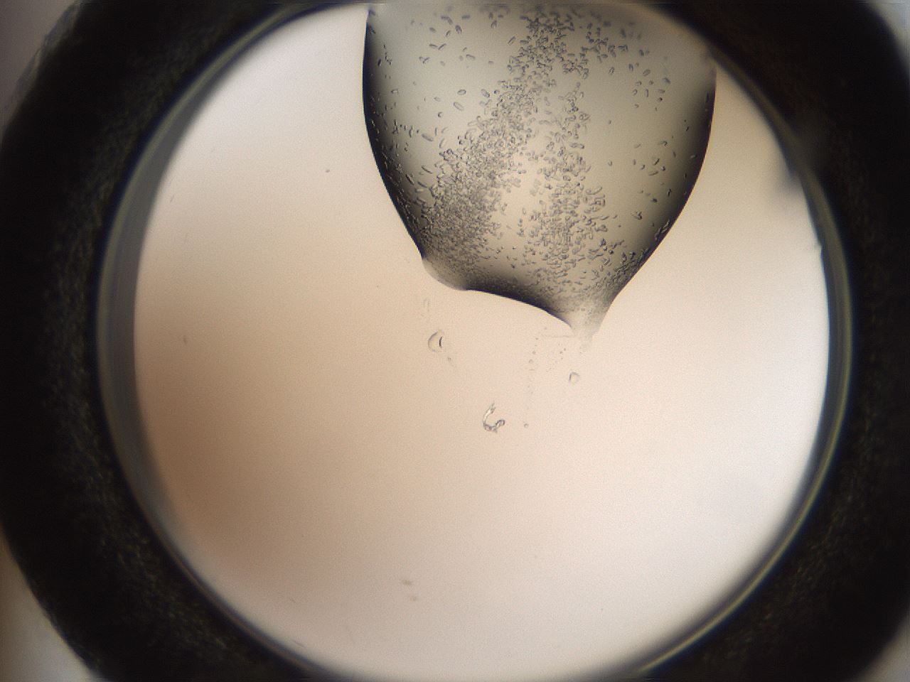 folderID205_plateID2205_batchID10007_wellNum73_profileID1_d2_r150088_ef.jpg