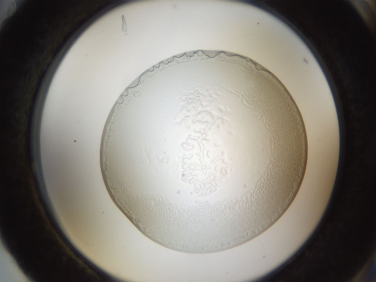 folderID206_plateID1206_batchID3631_wellNum88_profileID1_d2_r67119_ef.jpg