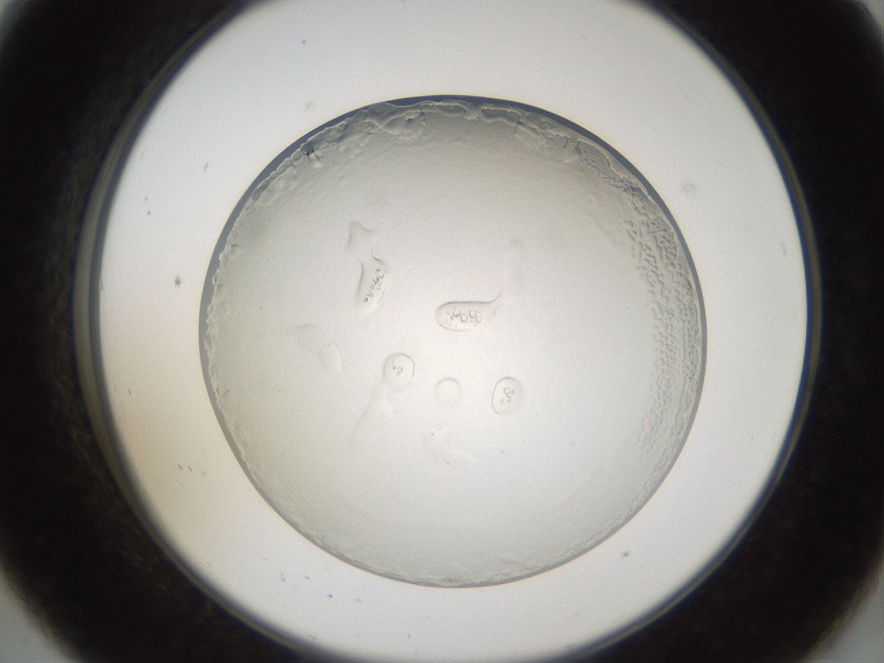 folderID206_plateID1206_batchID3631_wellNum8_profileID1_d2_r66959_ef.jpg