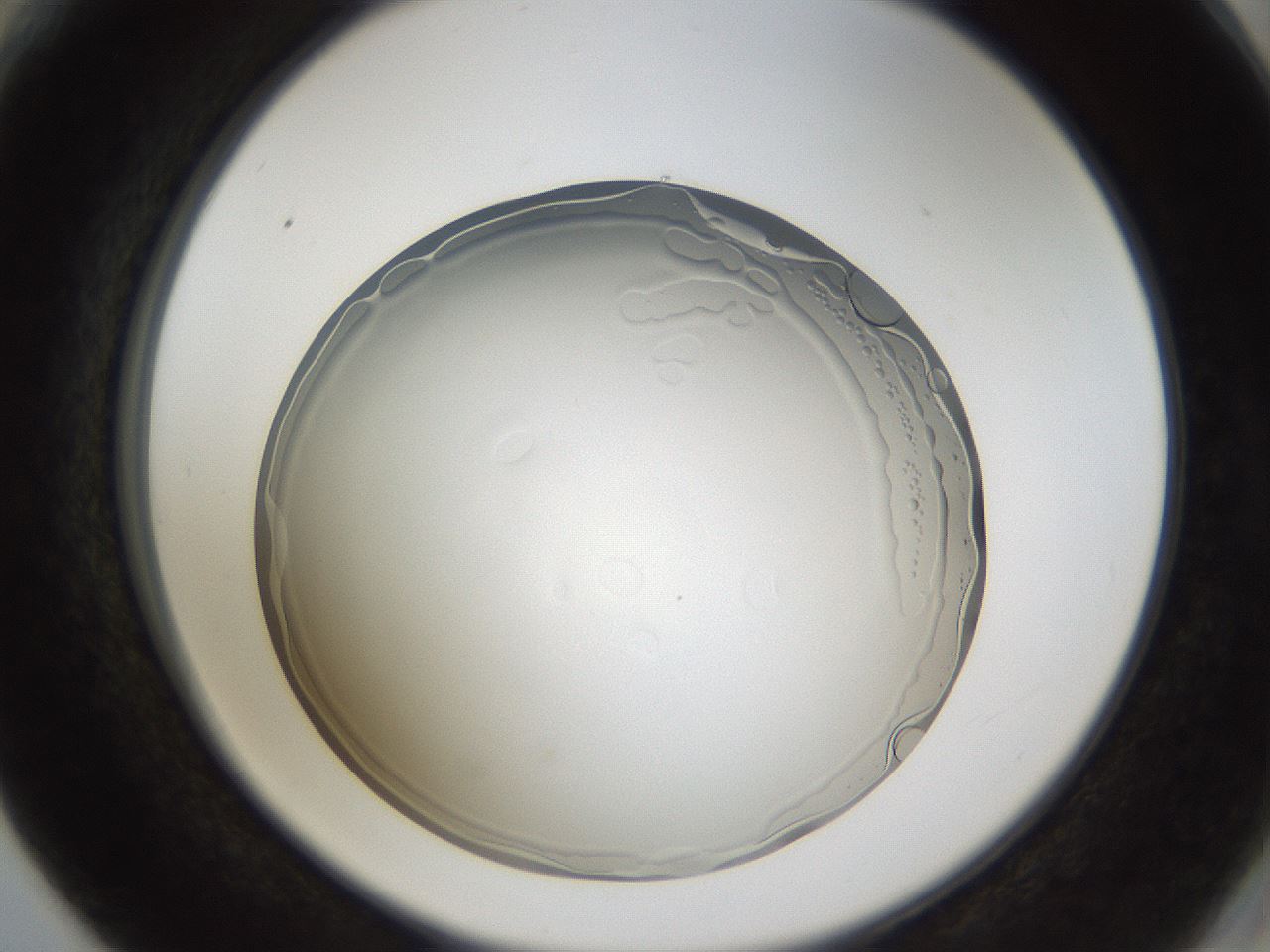folderID206_plateID1206_batchID3631_wellNum66_profileID1_d2_r67075_ef.jpg