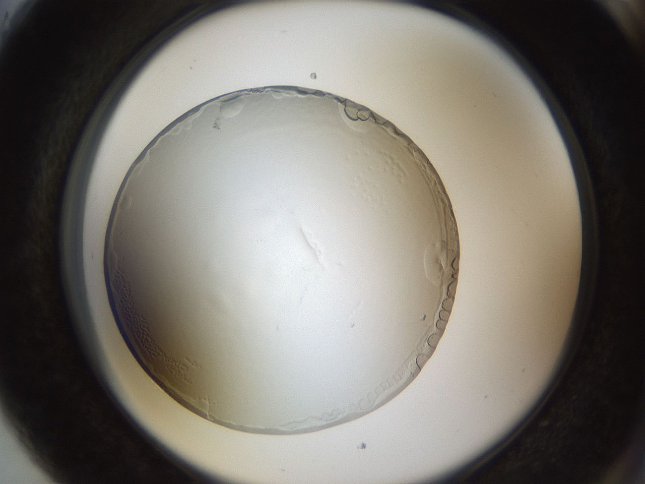 folderID206_plateID1206_batchID3677_wellNum89_profileID1_d2_r67121_ef.jpg