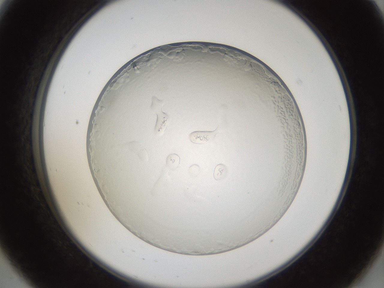 folderID206_plateID1206_batchID3677_wellNum8_profileID1_d2_r66959_ef.jpg