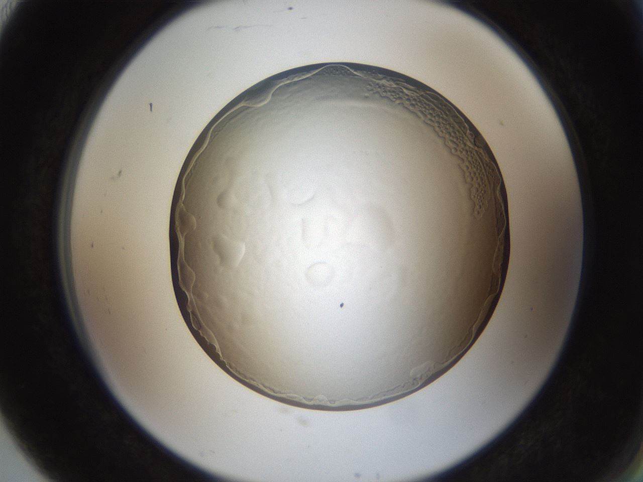 folderID206_plateID1206_batchID3677_wellNum91_profileID1_d2_r67125_ef.jpg