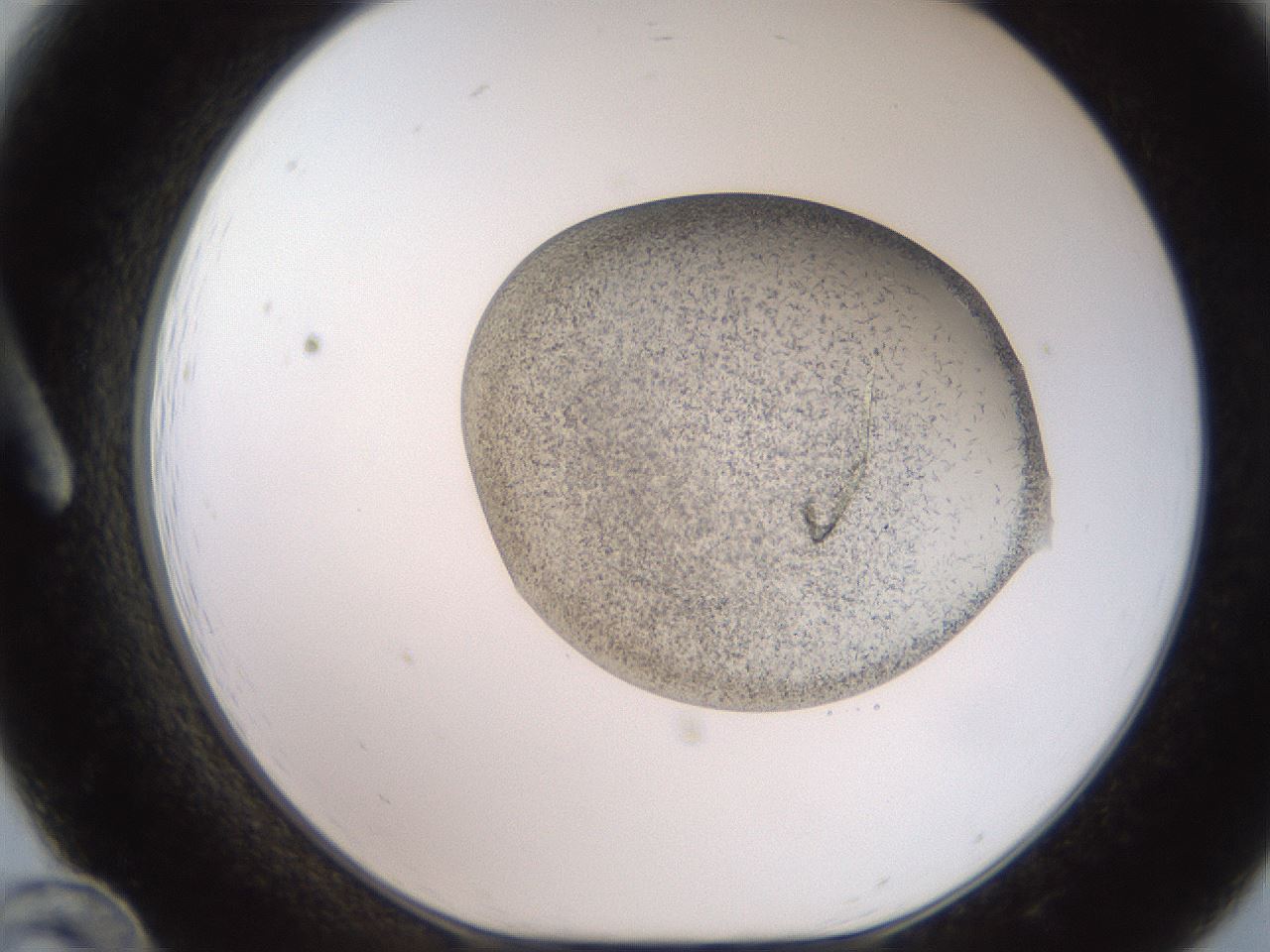 folderID206_plateID2206_batchID9998_wellNum12_profileID1_d1_r149773_ef.jpg