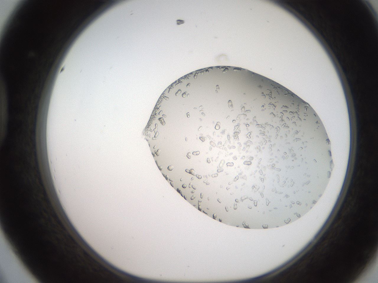 folderID206_plateID2206_batchID9998_wellNum44_profileID1_d1_r149837_ef.jpg