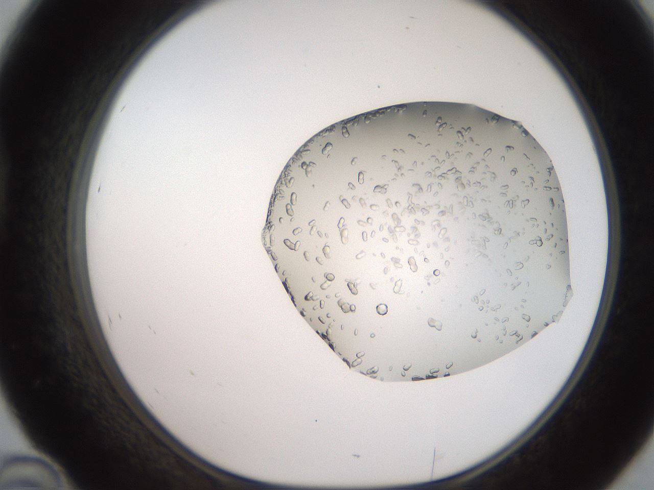 folderID206_plateID2206_batchID9998_wellNum46_profileID1_d1_r149841_ef.jpg