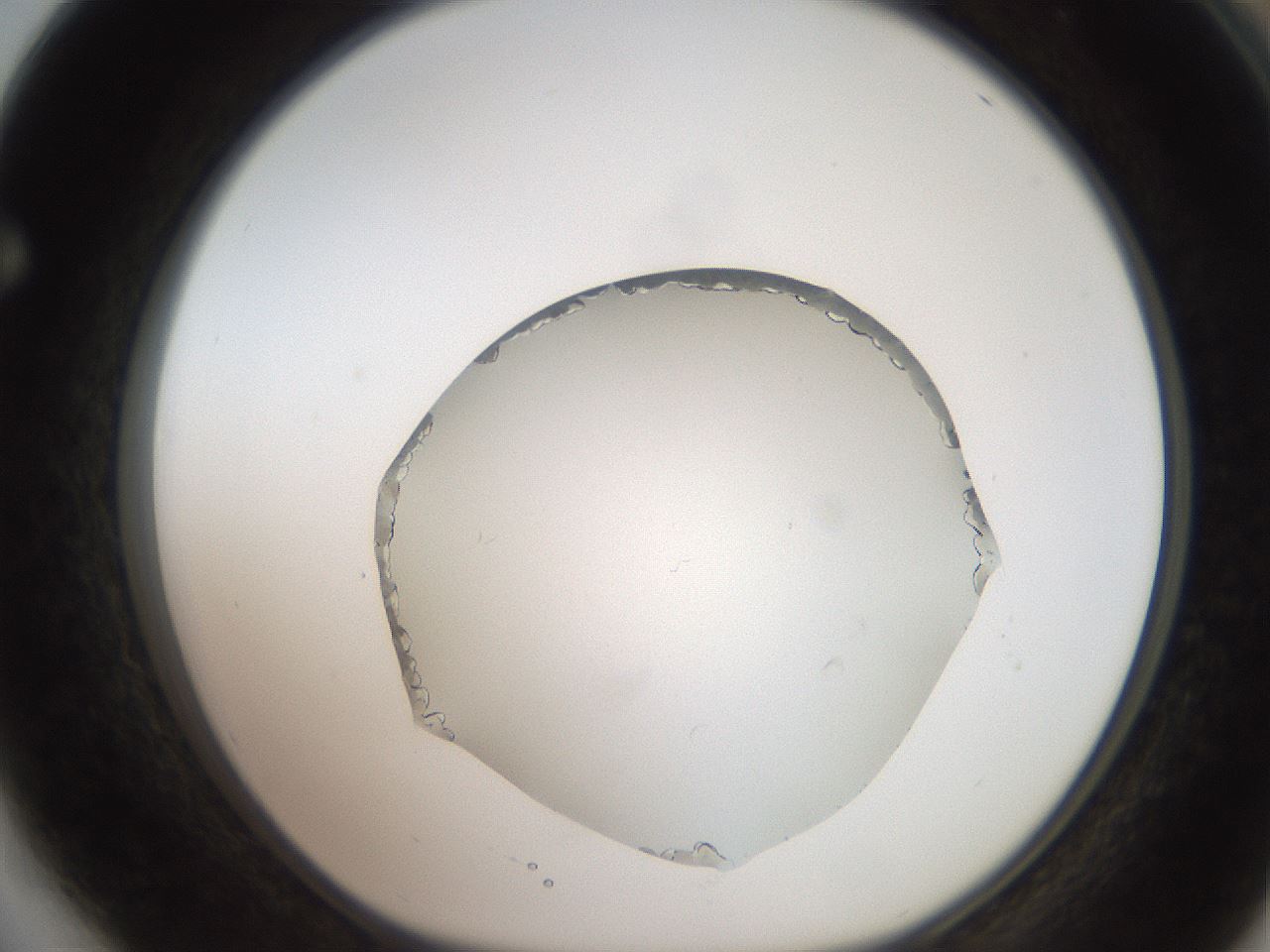 folderID206_plateID2206_batchID9998_wellNum64_profileID1_d1_r149877_ef.jpg