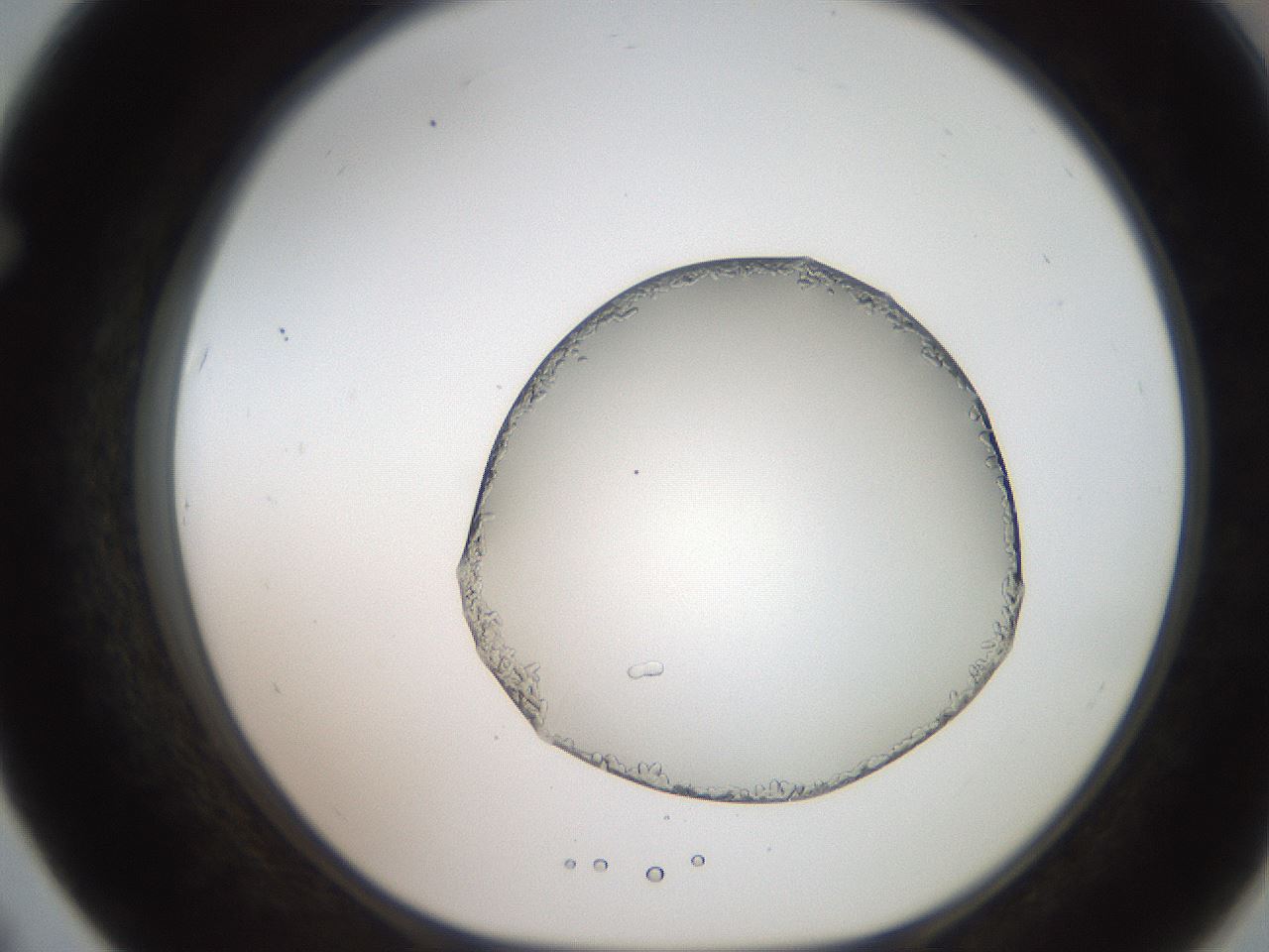 folderID206_plateID2206_batchID9998_wellNum67_profileID1_d1_r149883_ef.jpg