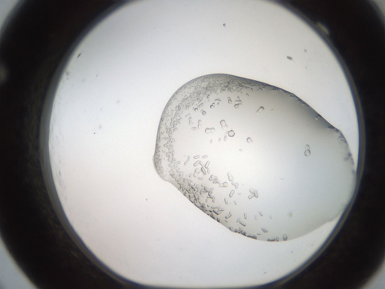 folderID206_plateID2206_batchID9998_wellNum69_profileID1_d1_r149887_ef.jpg