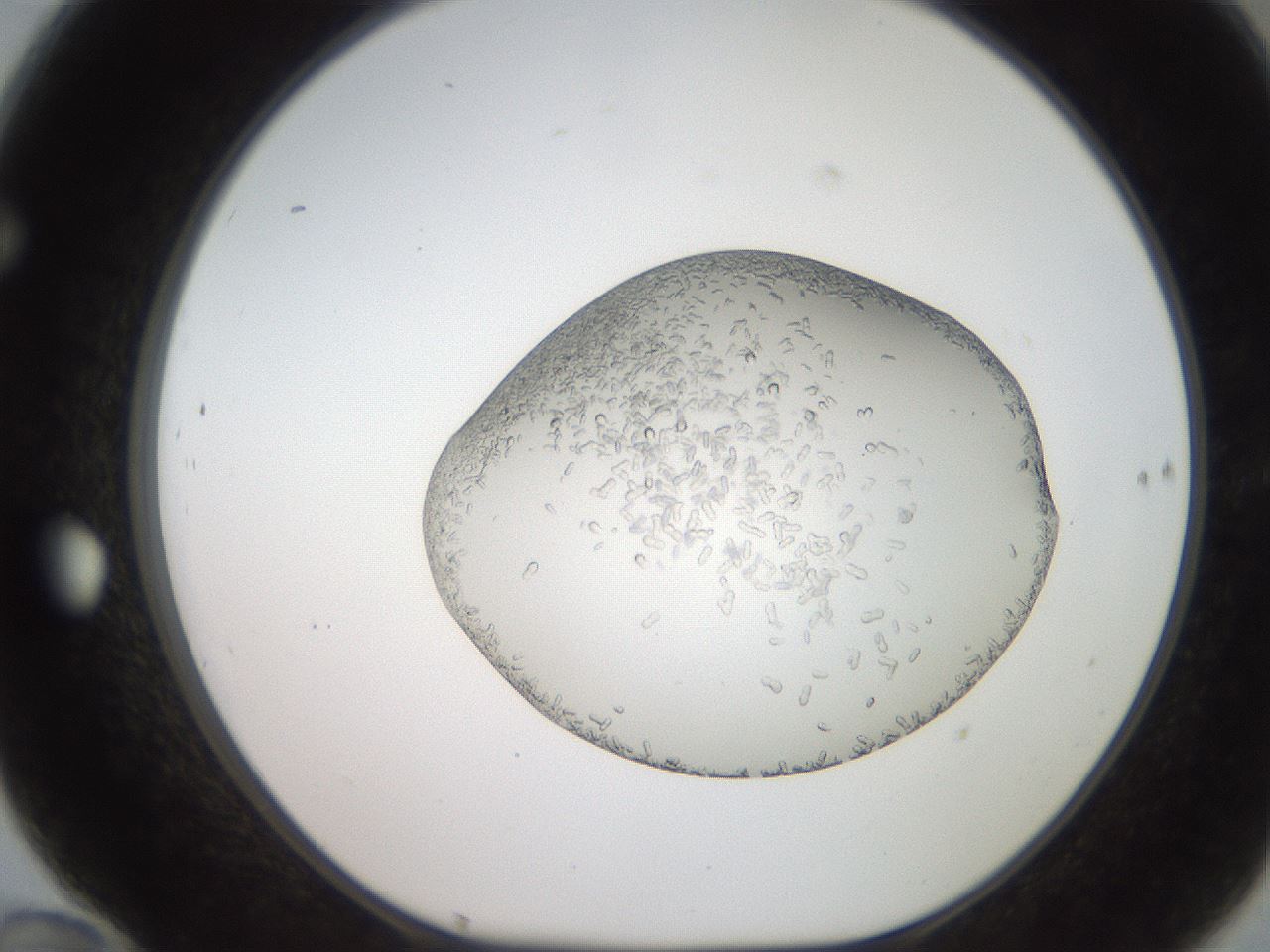 folderID206_plateID2206_batchID9998_wellNum70_profileID1_d1_r149889_ef.jpg