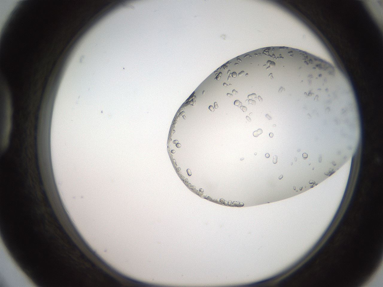 folderID206_plateID2206_batchID9998_wellNum42_profileID1_d1_r149833_ef.jpg