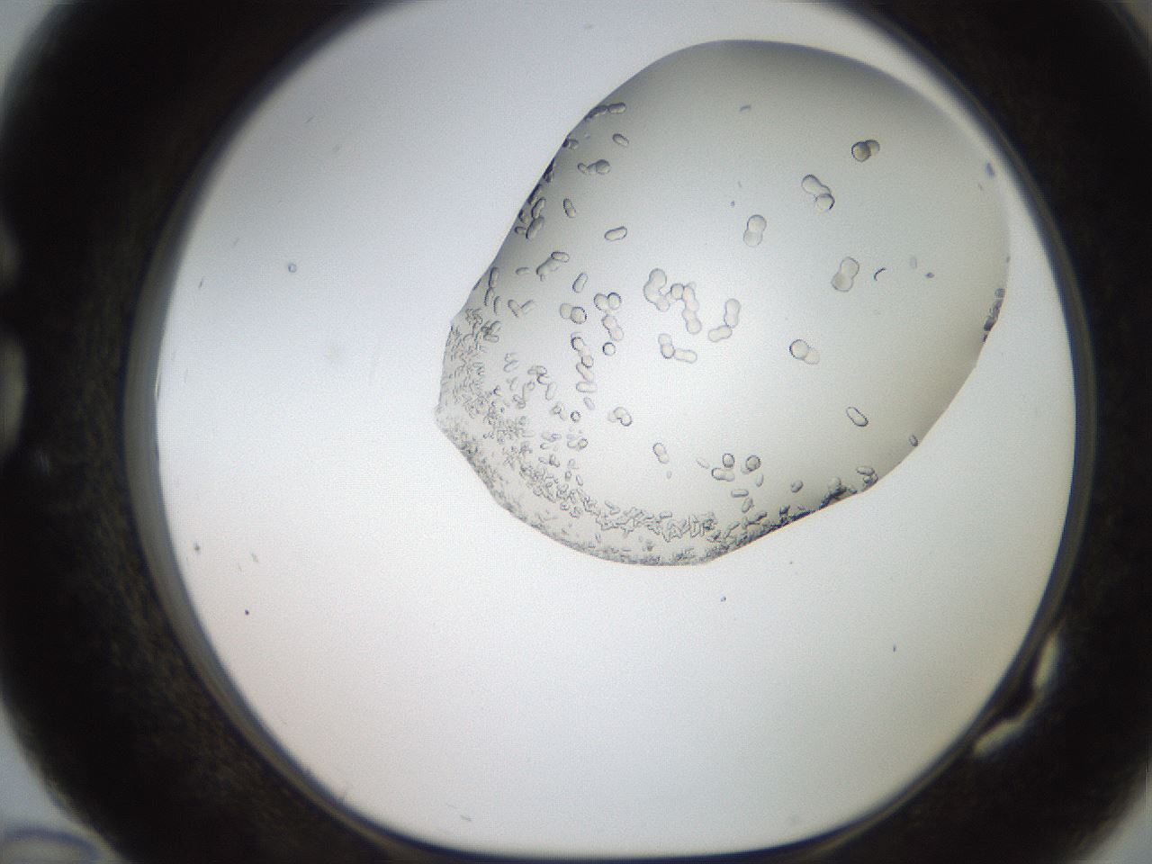 folderID206_plateID2206_batchID9998_wellNum82_profileID1_d1_r149913_ef.jpg