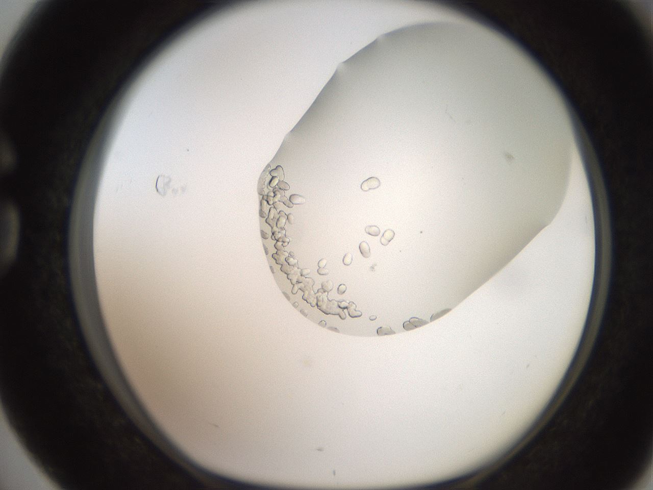 folderID206_plateID2206_batchID9998_wellNum76_profileID1_d1_r149901_ef.jpg
