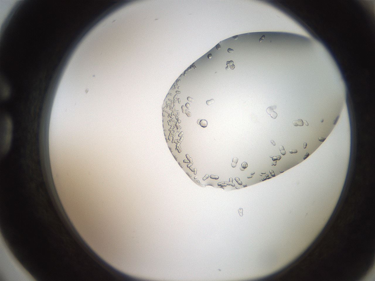 folderID206_plateID2206_batchID9998_wellNum78_profileID1_d1_r149905_ef.jpg