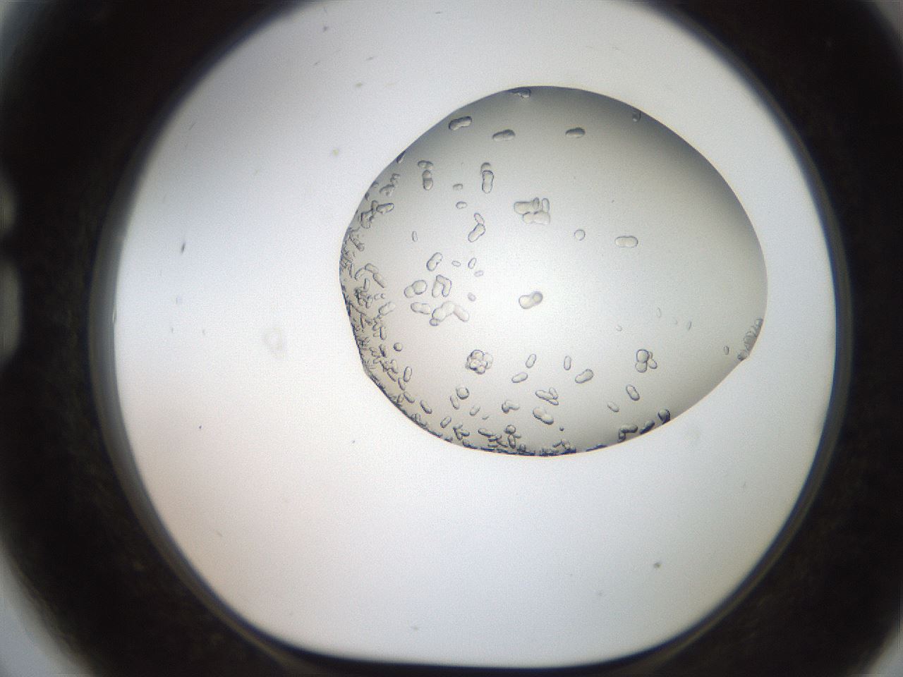 folderID206_plateID2206_batchID9998_wellNum81_profileID1_d1_r149911_ef.jpg