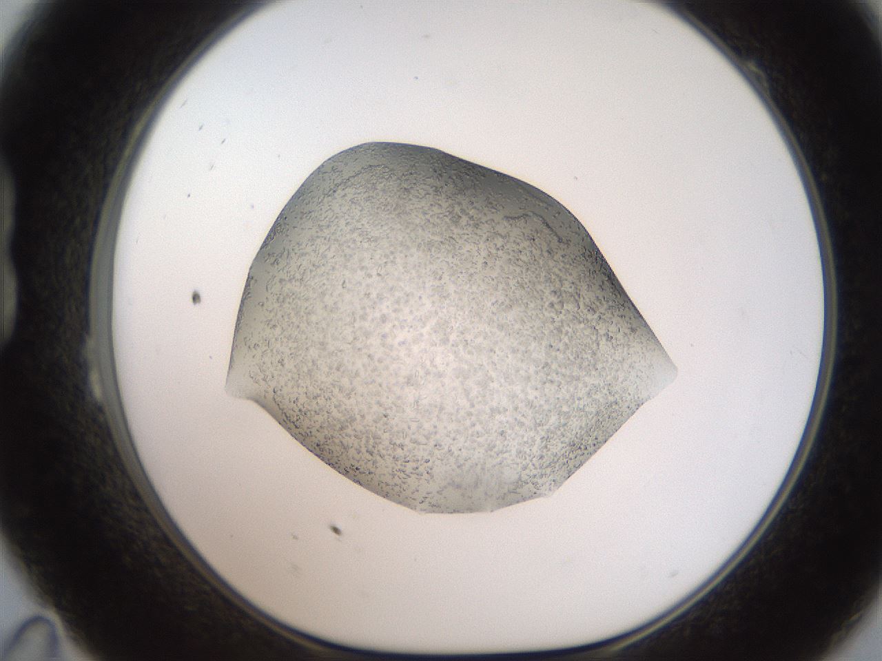 folderID207_plateID2207_batchID10014_wellNum23_profileID1_d1_r150179_ef.jpg
