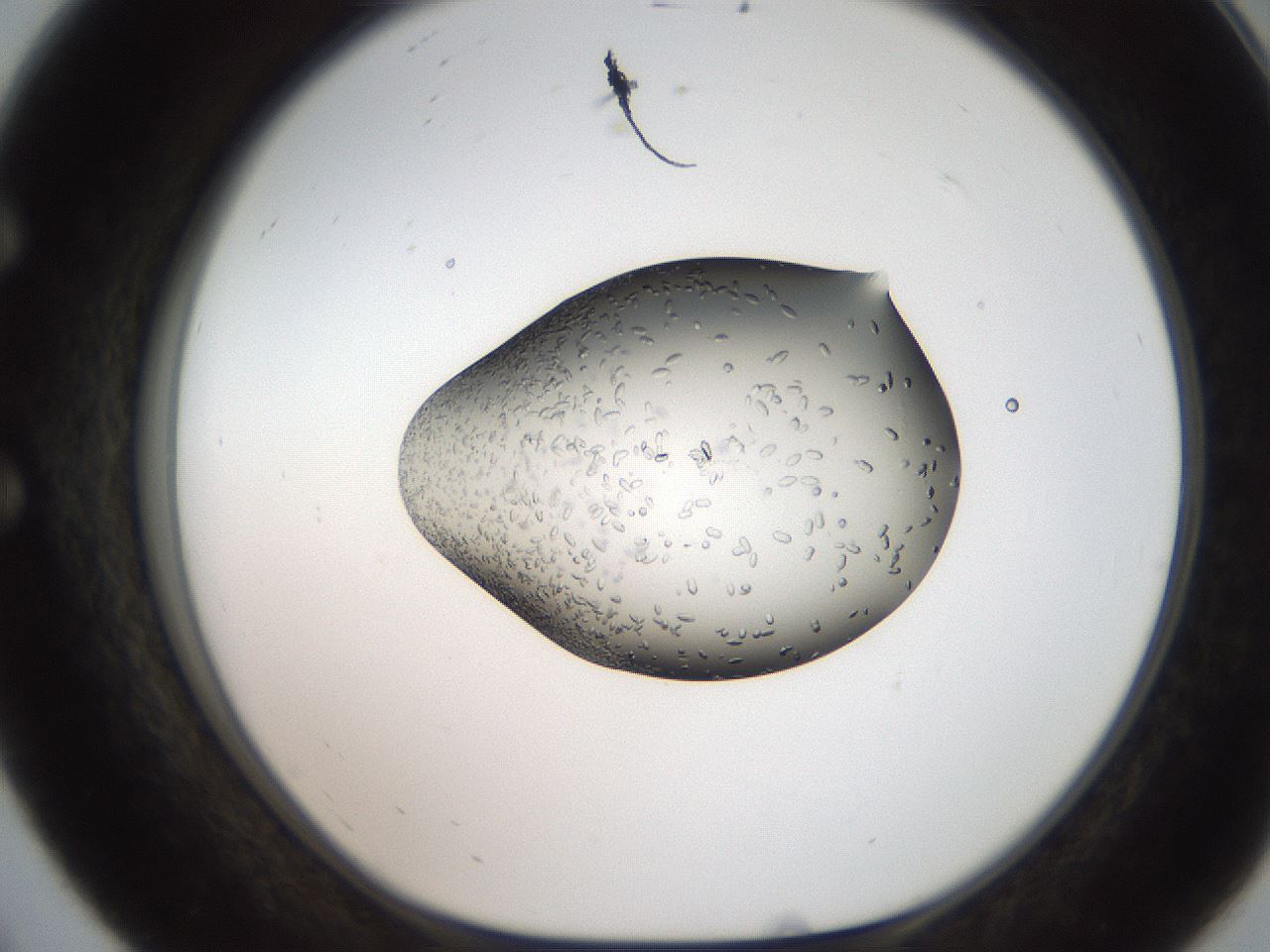 folderID207_plateID2207_batchID10014_wellNum56_profileID1_d1_r150245_ef.jpg
