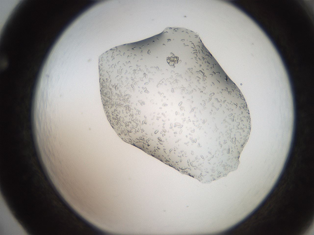 folderID207_plateID2207_batchID10014_wellNum65_profileID1_d1_r150263_ef.jpg