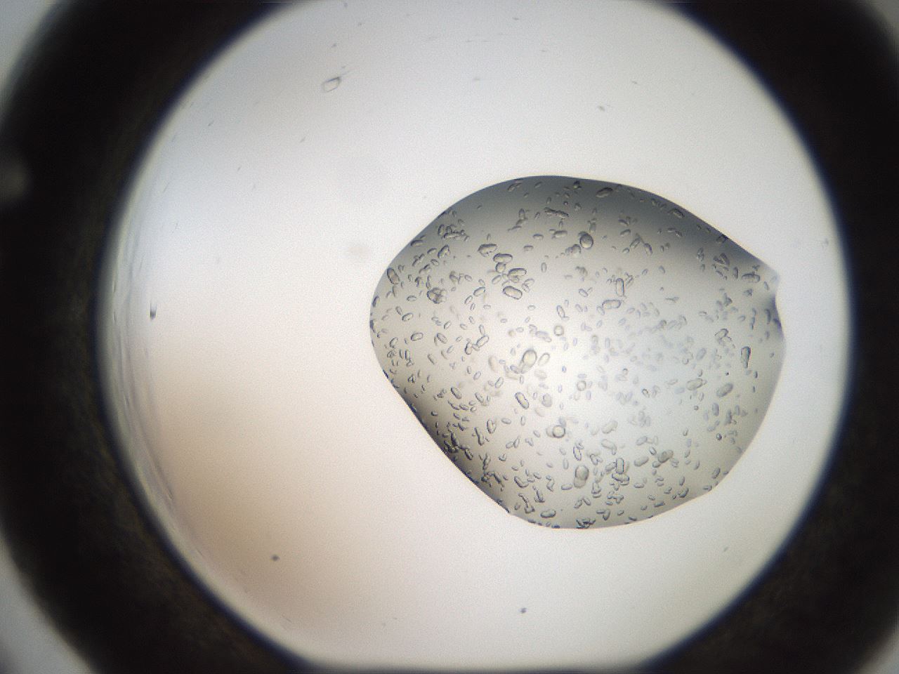 folderID207_plateID2207_batchID10014_wellNum66_profileID1_d1_r150265_ef.jpg