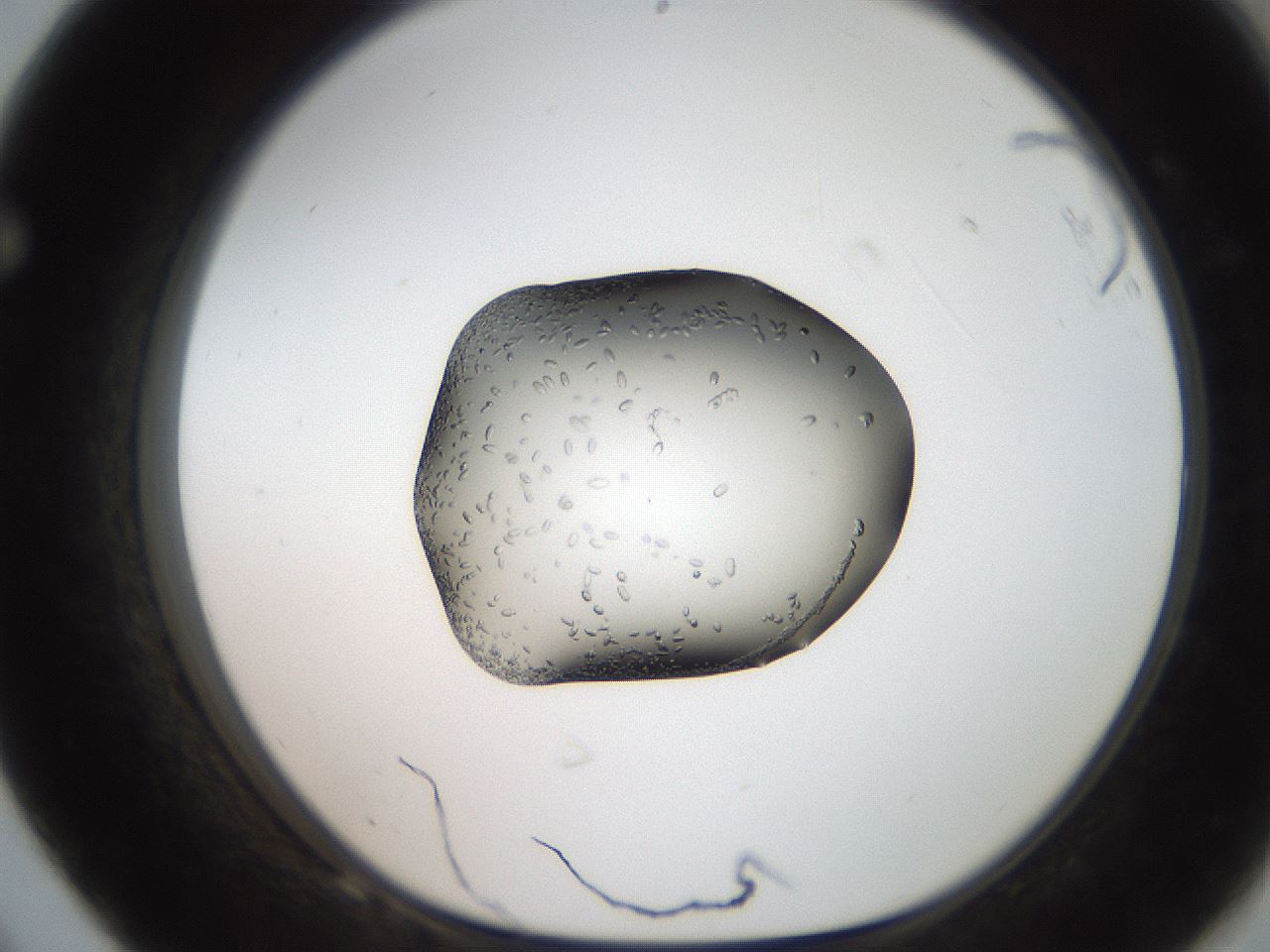 folderID207_plateID2207_batchID10014_wellNum68_profileID1_d1_r150269_ef.jpg
