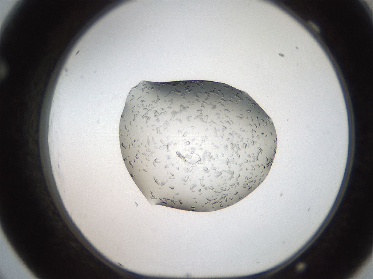 folderID207_plateID2207_batchID10014_wellNum69_profileID1_d1_r150271_ef.jpg