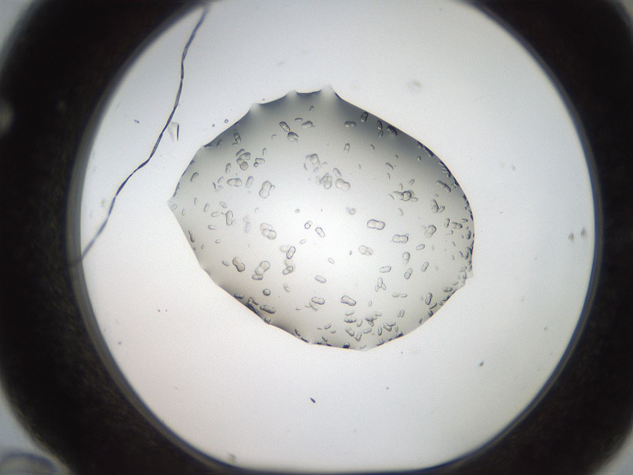 folderID207_plateID2207_batchID10014_wellNum70_profileID1_d1_r150273_ef.jpg