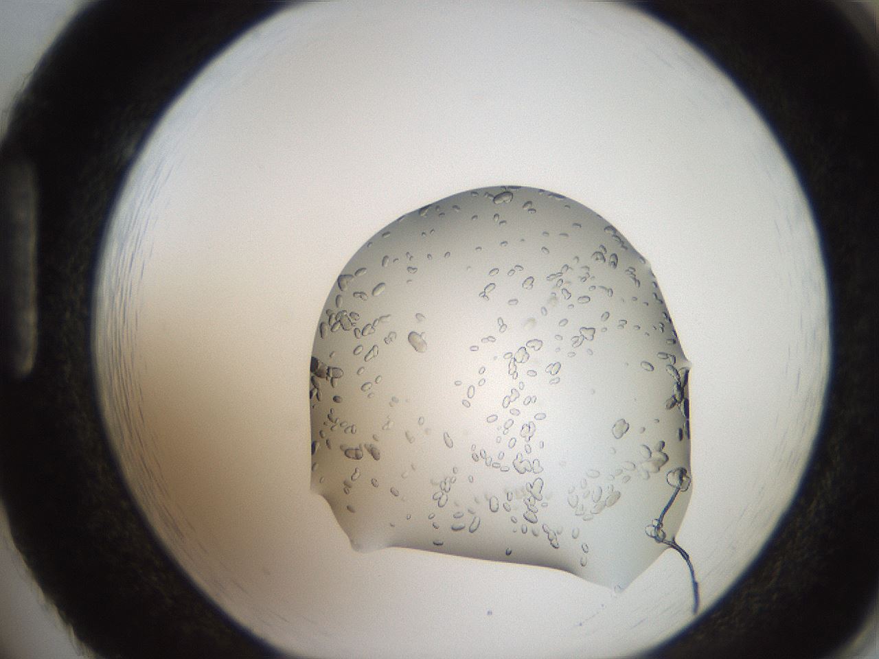 folderID207_plateID2207_batchID10014_wellNum86_profileID1_d1_r150305_ef.jpg